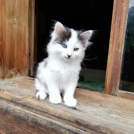 Hof Σαλέ Έρβαλντ