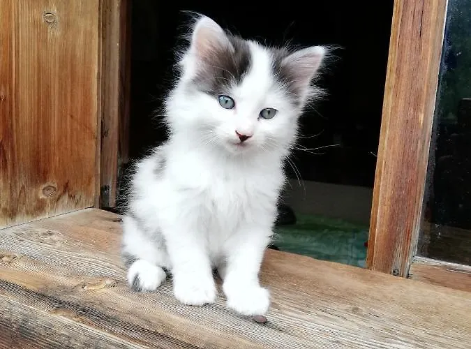 Hof Шале Эрвальд